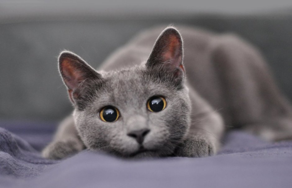 Корат шартрез Картезианская кошка