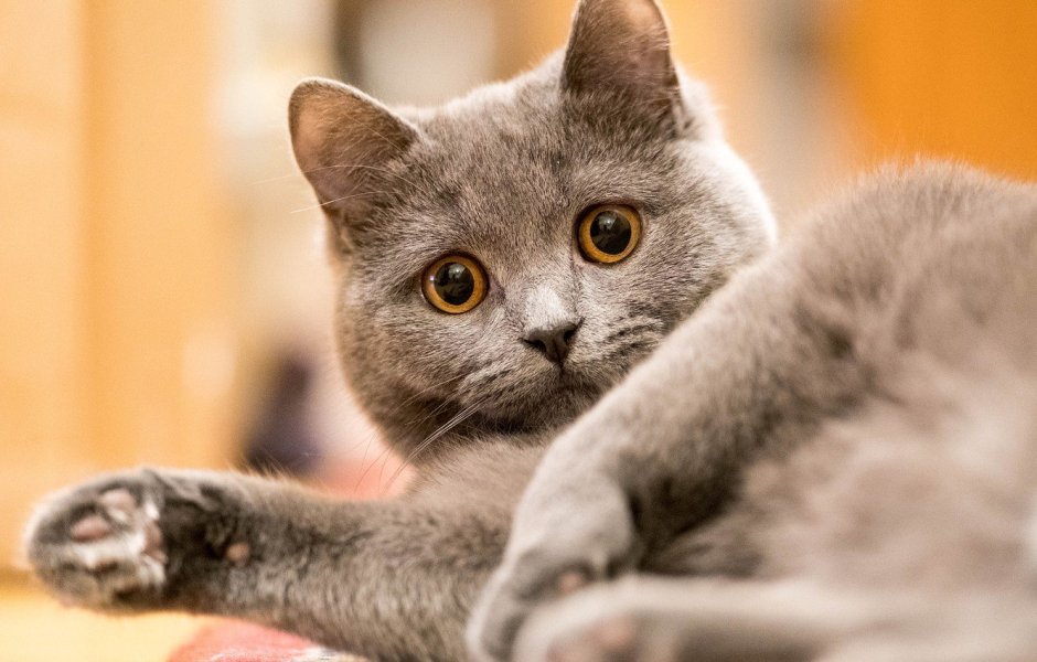 Британская дымчатая кошка