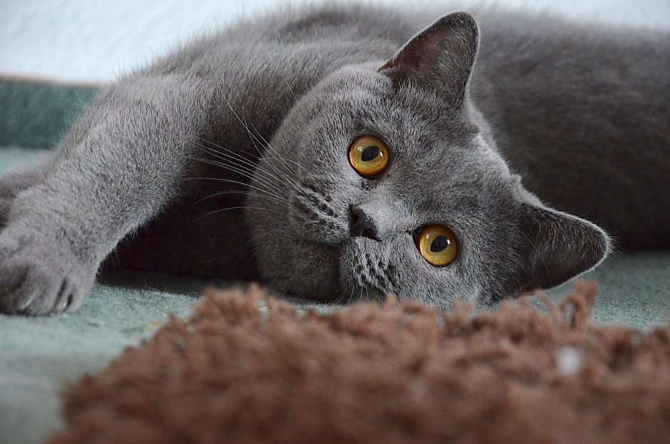 Британская короткошерстная кошка кот