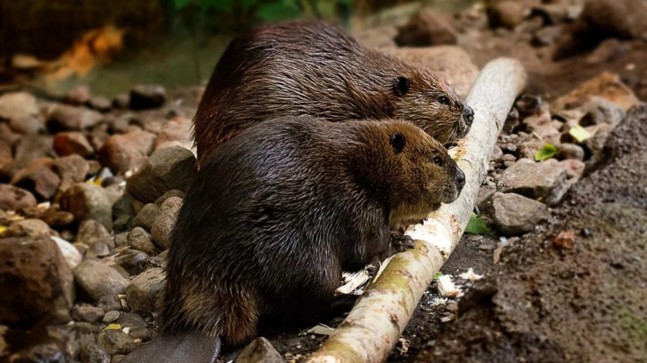 Канадский Бобр (Castor canadensis)