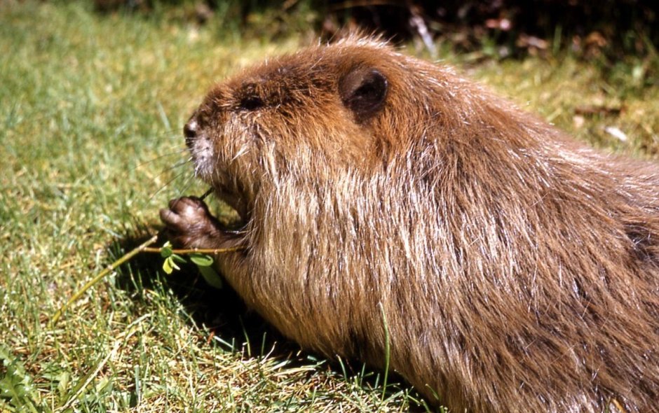 Канадский Бобр (Castor canadensis)