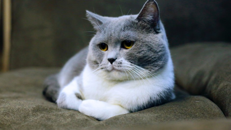 Серо белые коты