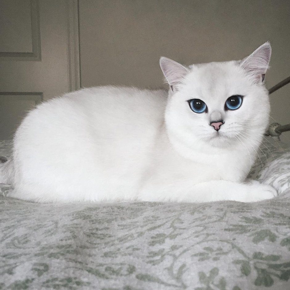 Шиншилла Пойнт Коби