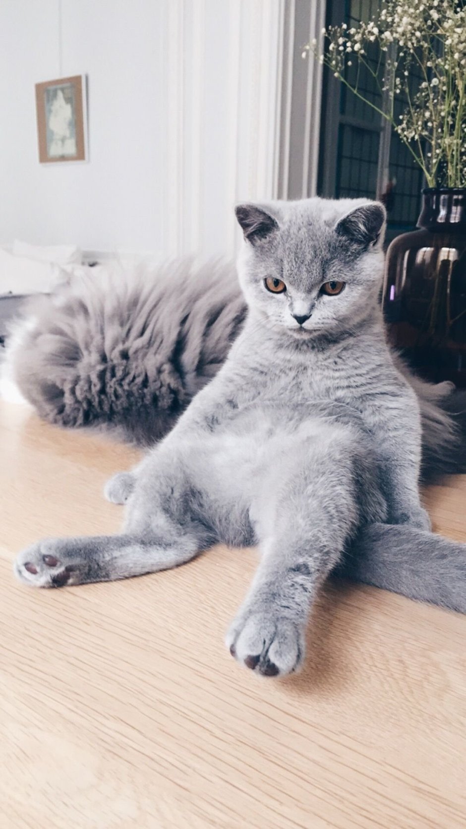 Серый британец котенок