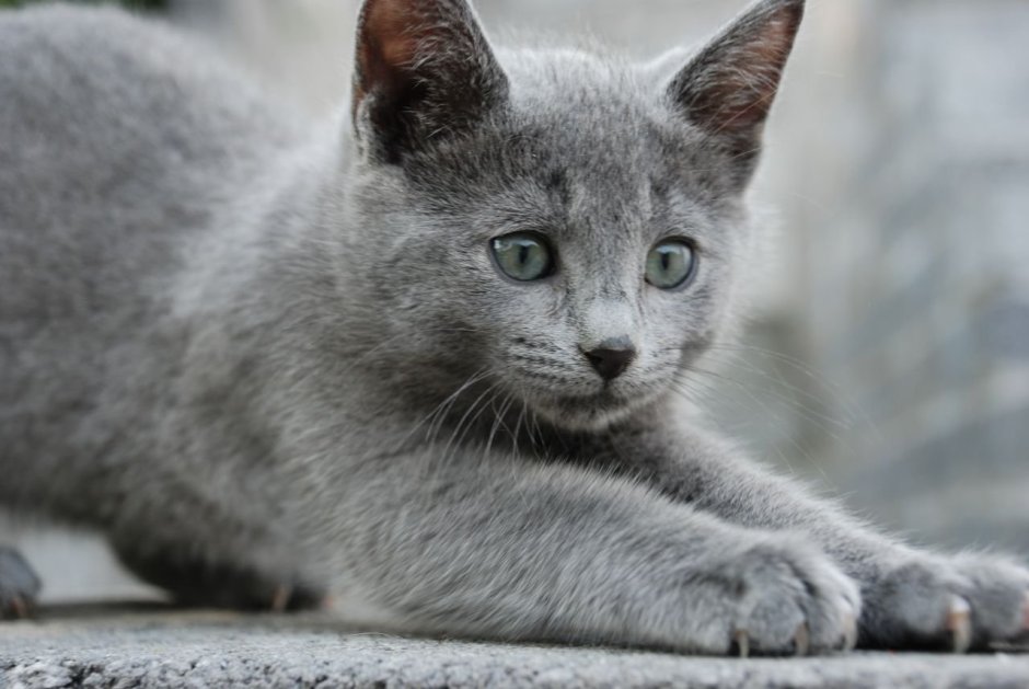 Русская голубая короткошерстная кошка