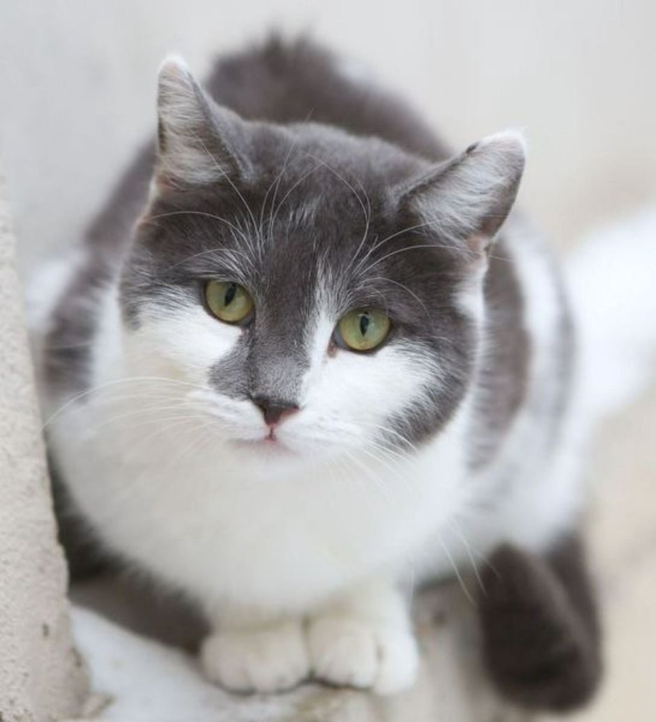 Серо белая кошка