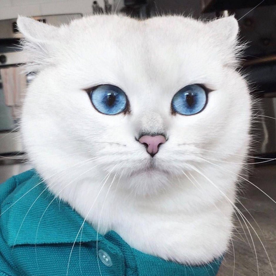 Белый кот Коби