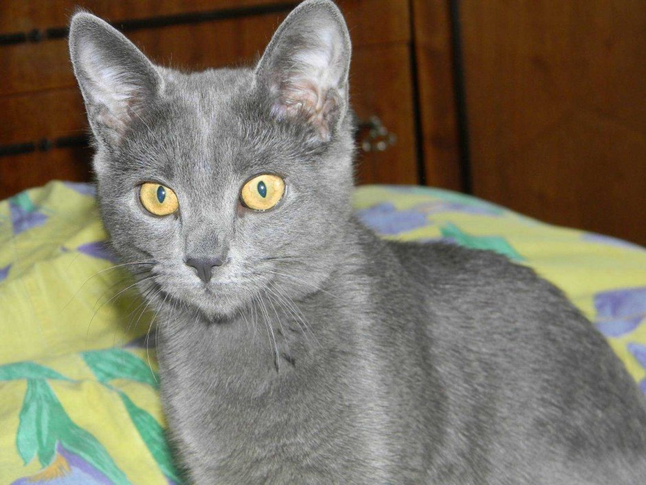 Британская короткошёрстная кошка