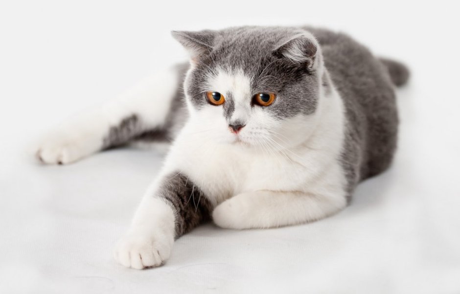 Британский короткошерстный кот биколор
