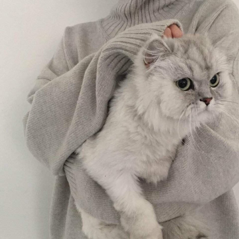 Русская голубая кошка прямоухая