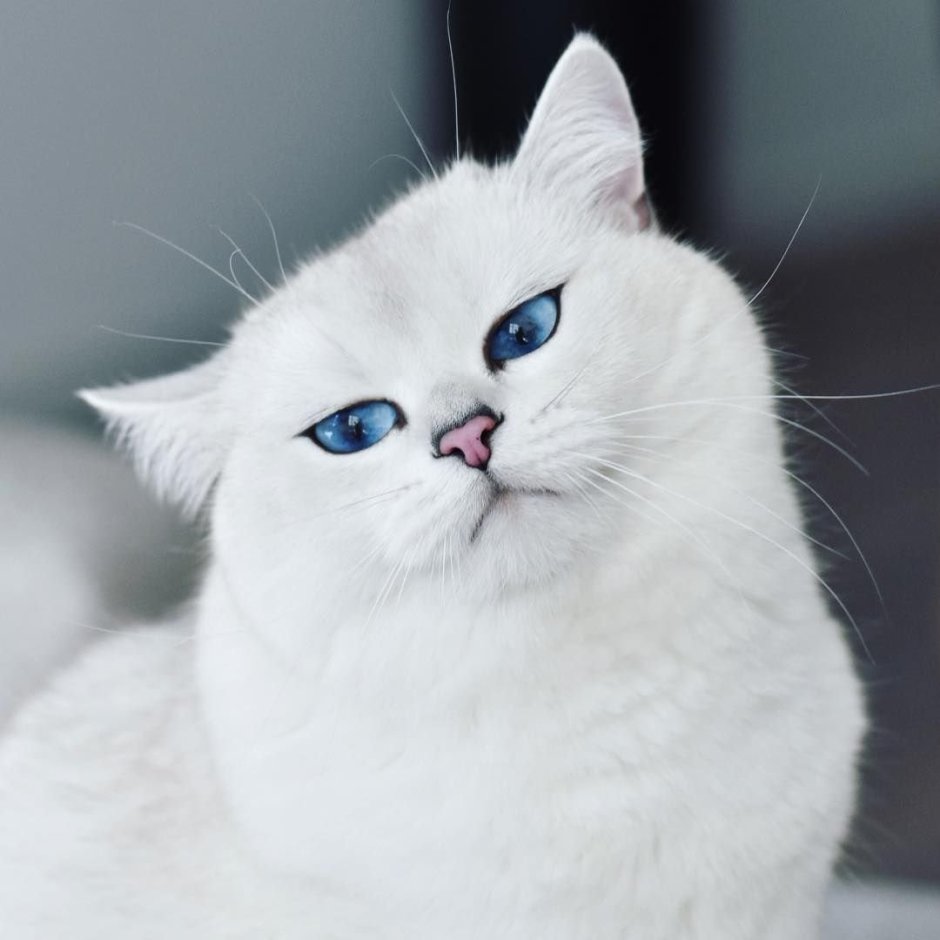 Белый котенок с черными пятнами