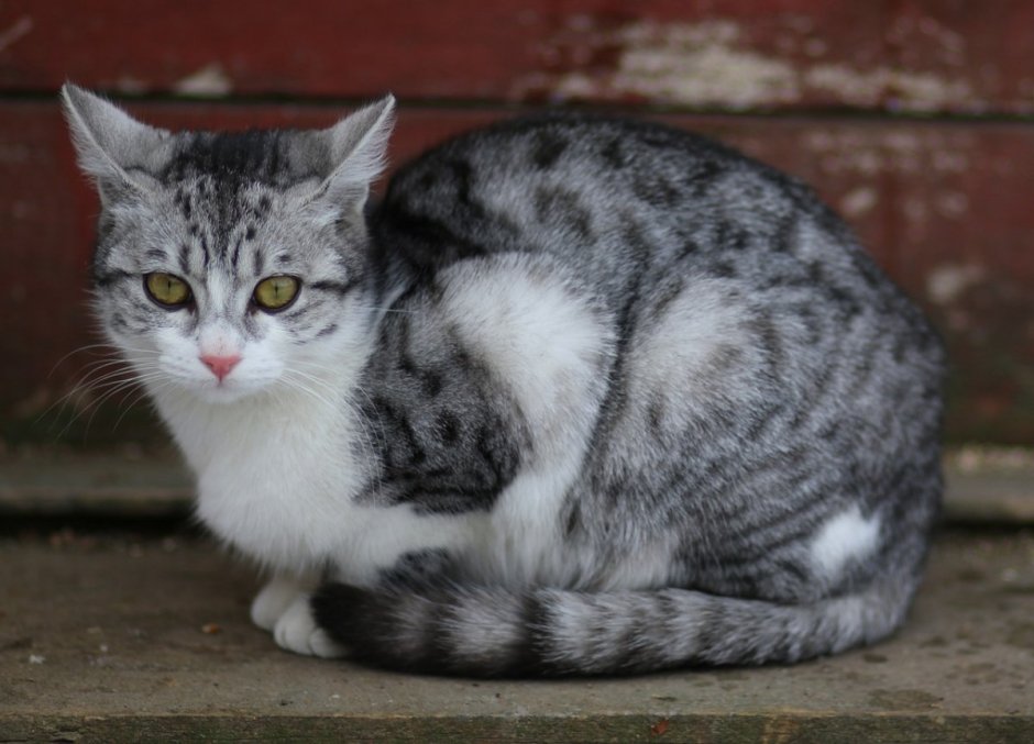 Бело серая кошка