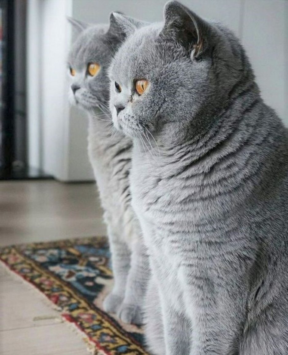 Белая кошка с серыми пятнами