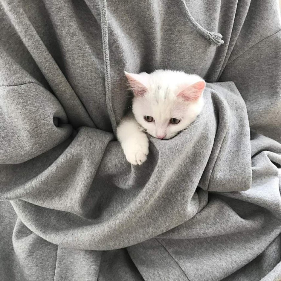 Милые котики Эстетика