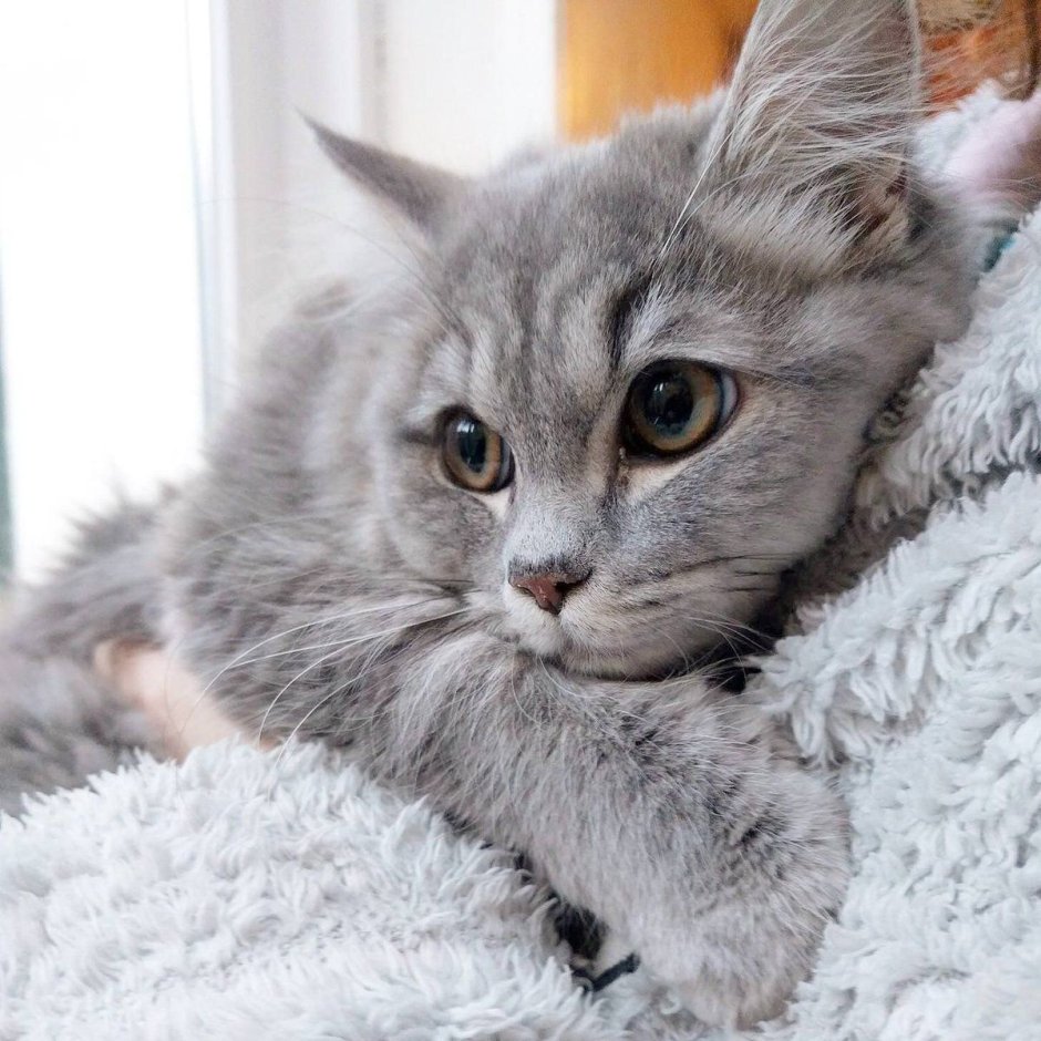 Сибирская короткошерстная кошка серая