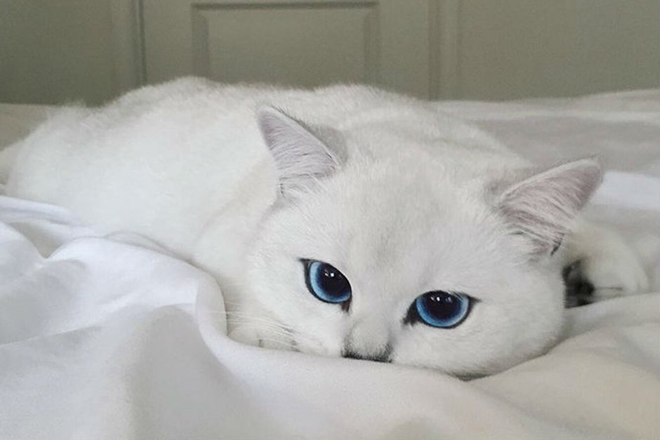 Шиншилла Пойнт Коби