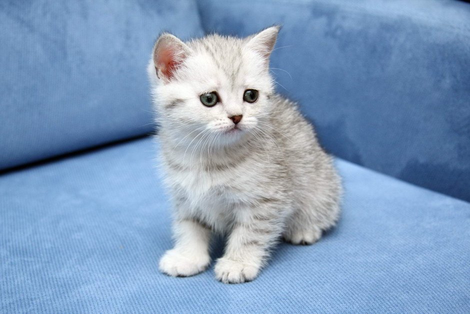 Серо белый британец котенок