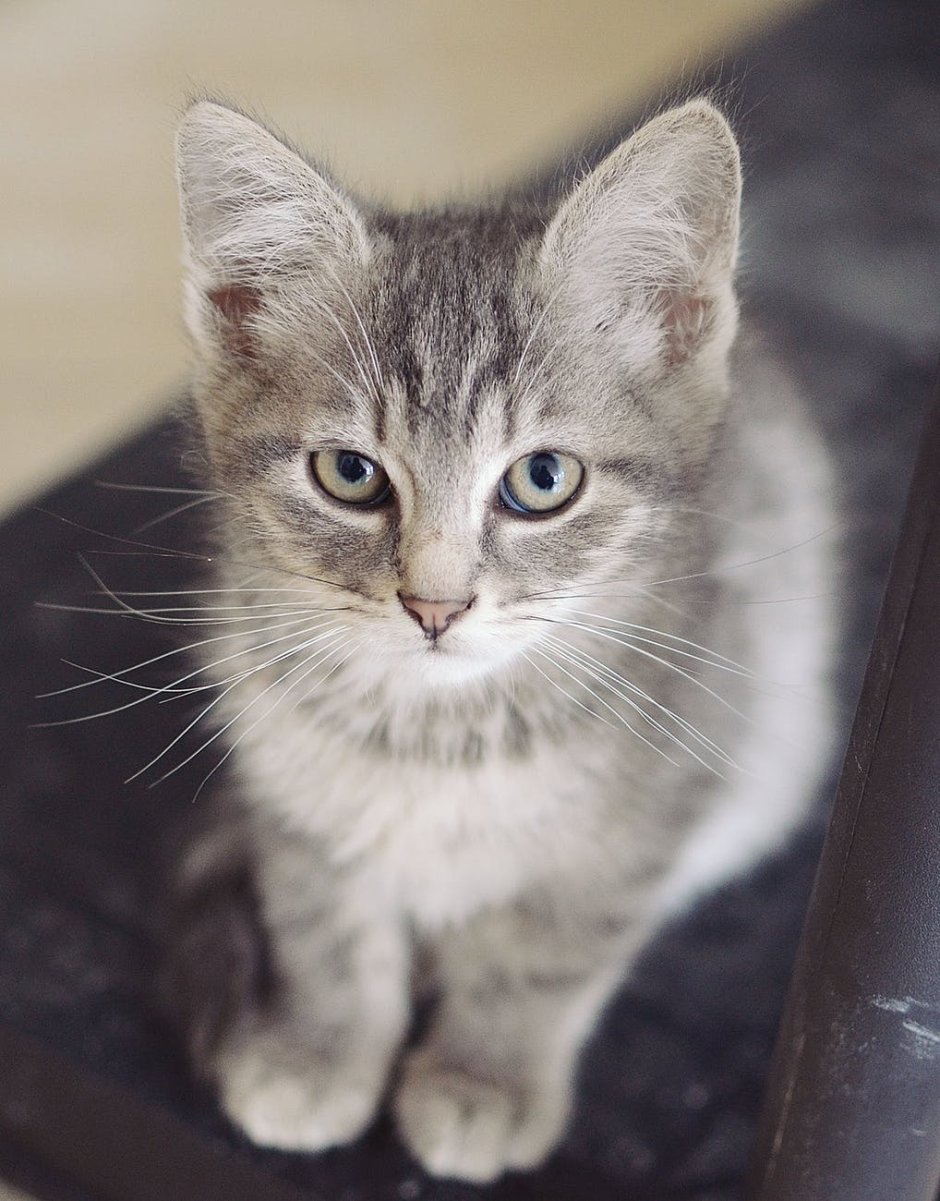 Сибирская кошка короткошерстная