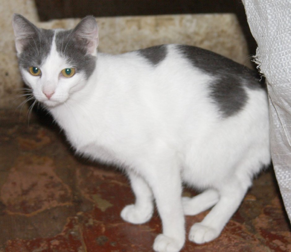 Grey and White Cat