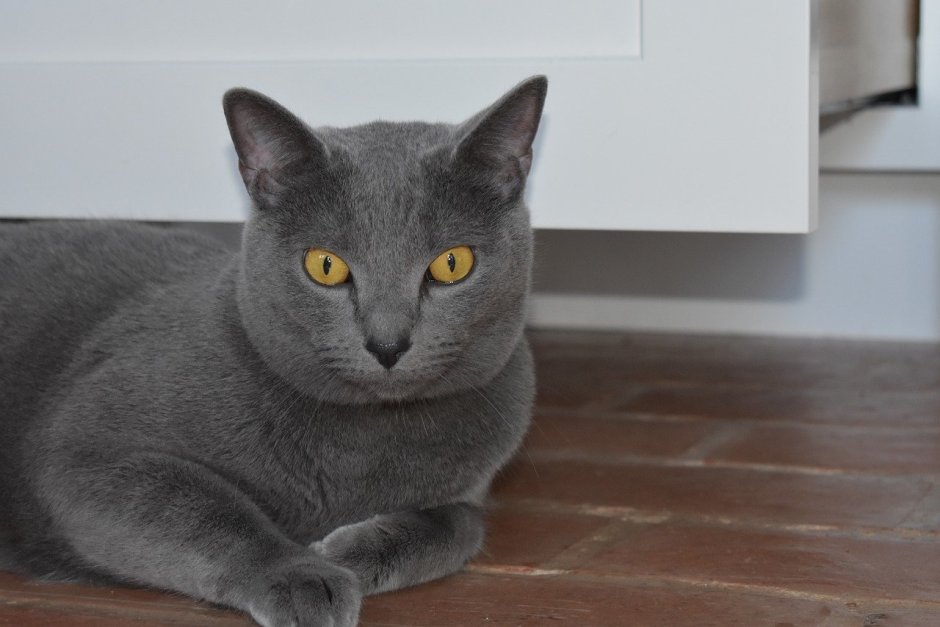 Шартрез кошка белая