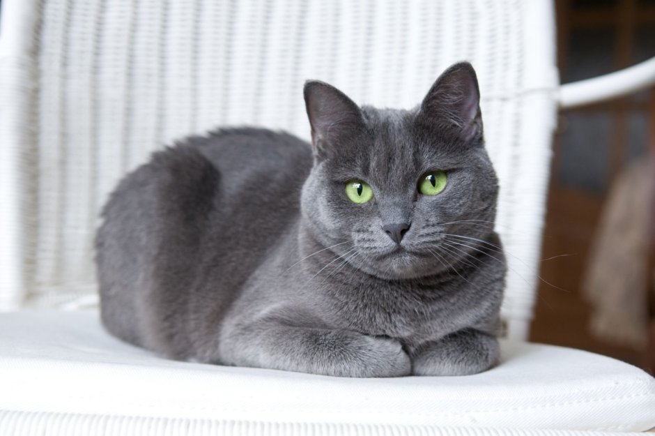 Серо белая кошка