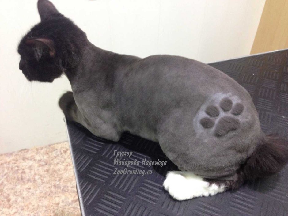 Кот дракон стрижка