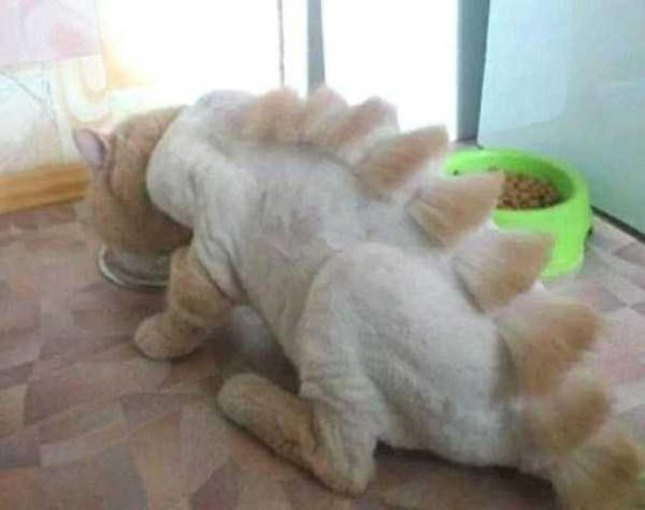 Стрижка кота Мем
