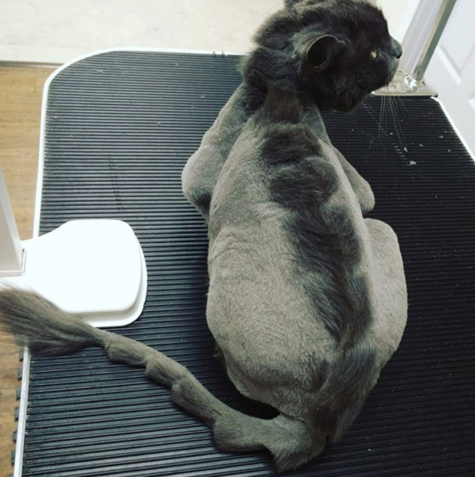 Стрижка кота дракончик