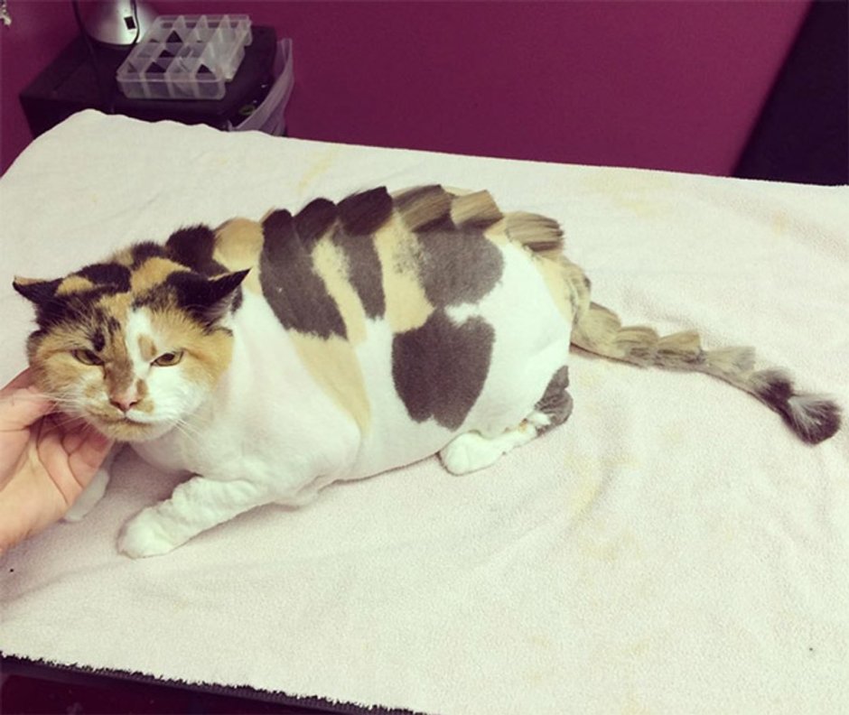 Стрижка кота динозавр