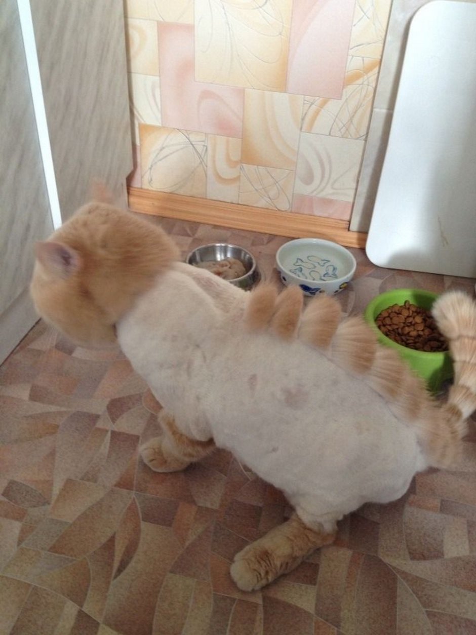 Прикольная стрижка кота