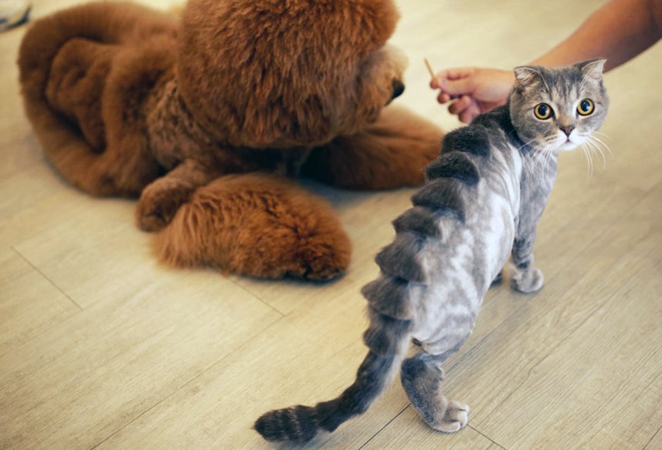Грумминг шотландских кошек
