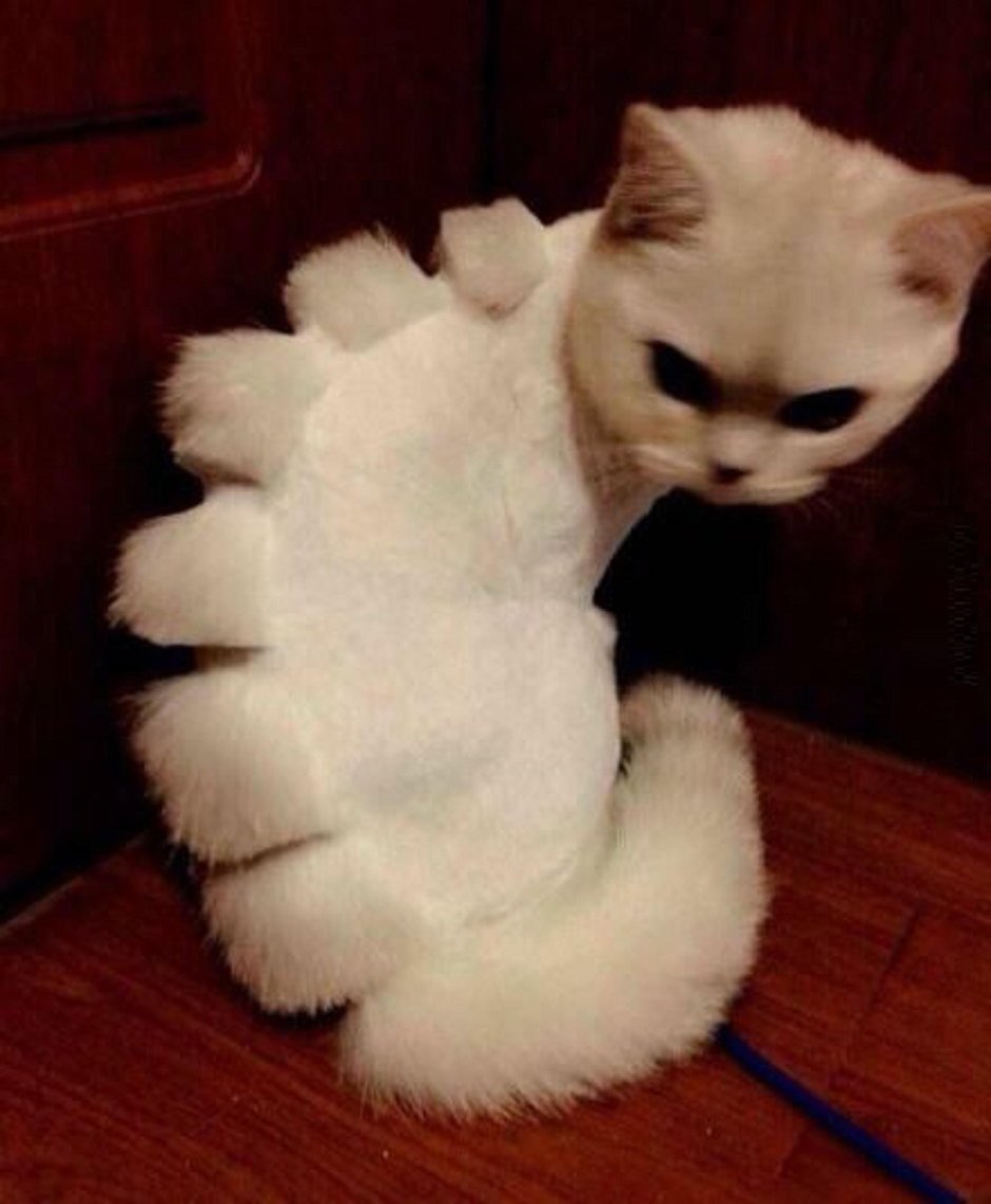 Смешные стрижки котов