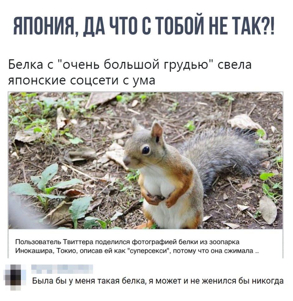 Доброе утро белка