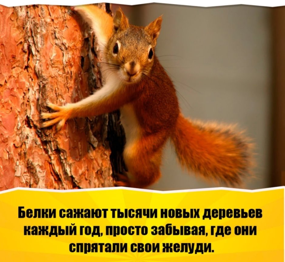 Удивительные факты о животных