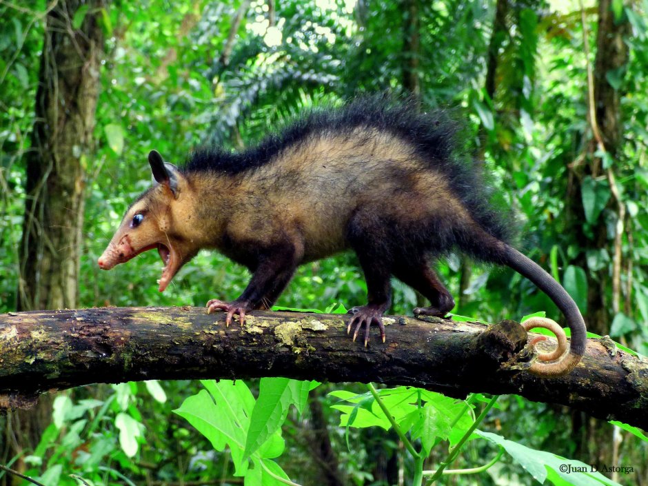 Didelphis marsupialis