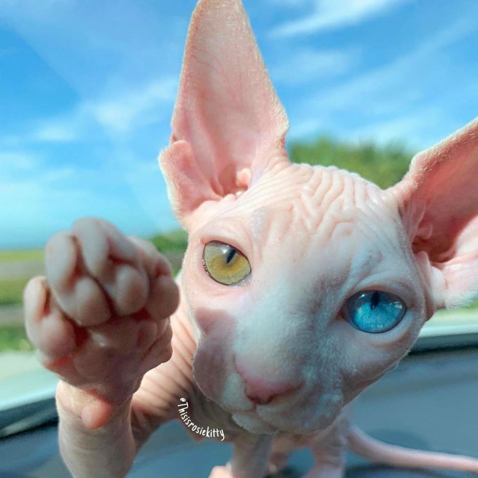 Донской сфинкс кошка