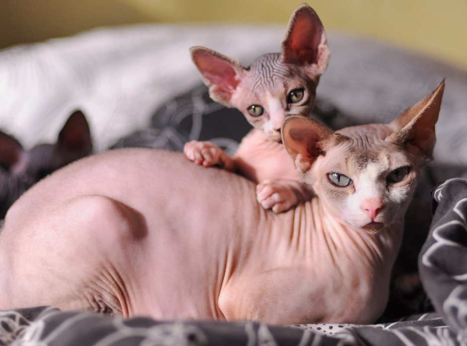 Корниш рекс ушастые котики