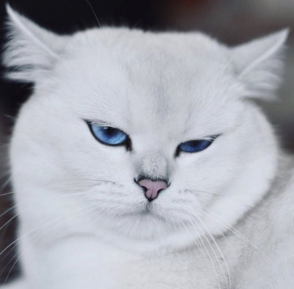 Jovian_Cat