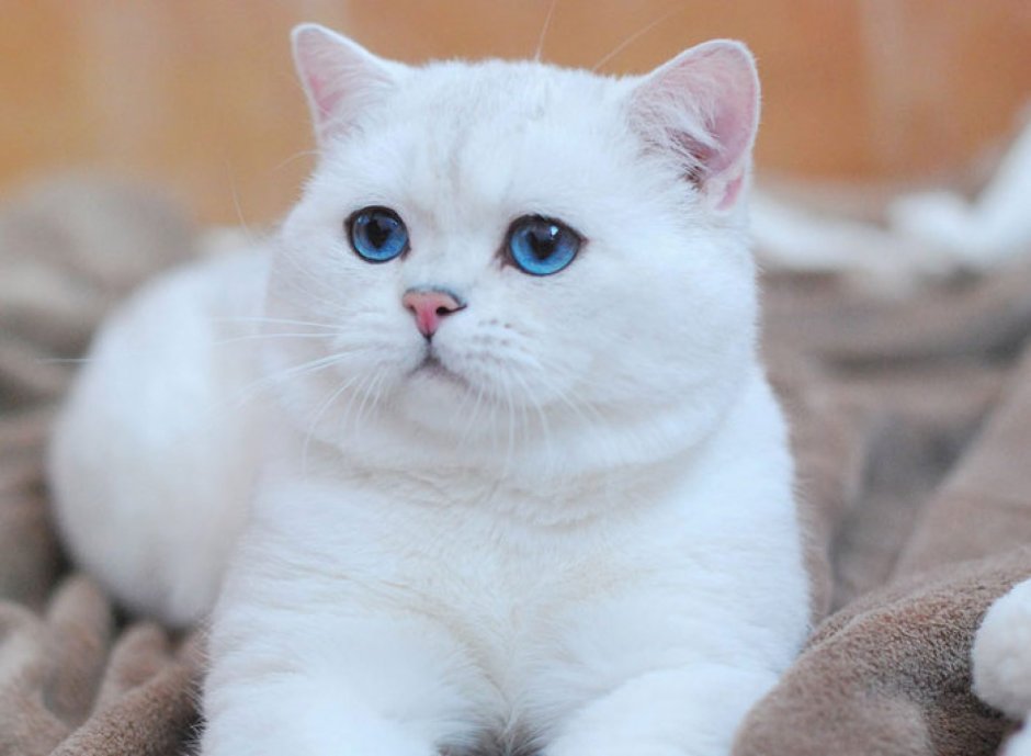 Британский кот Коби черный