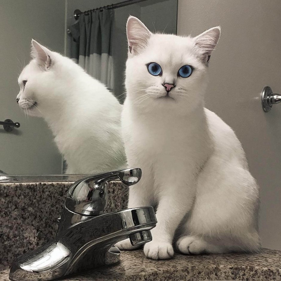Британская шиншилла Коби котята