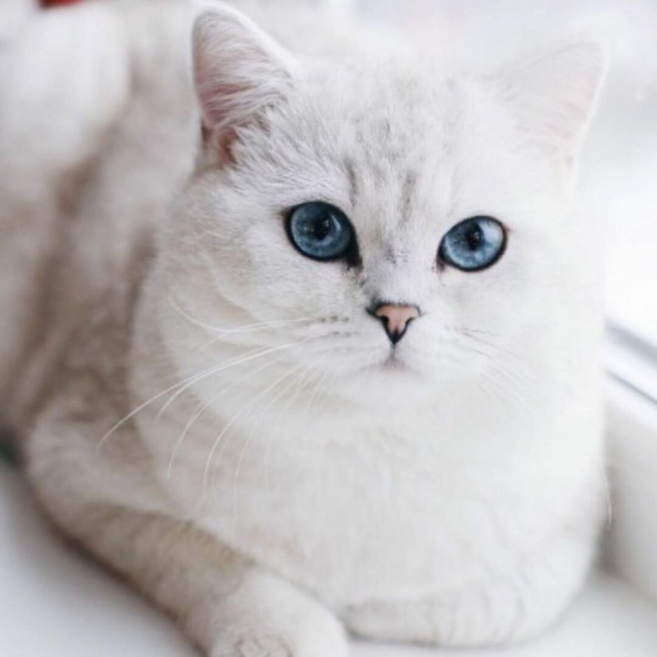 Британская кошка белая