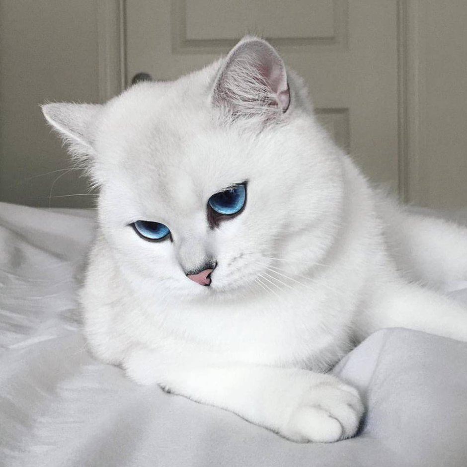 Британская шиншилла Коби кошка