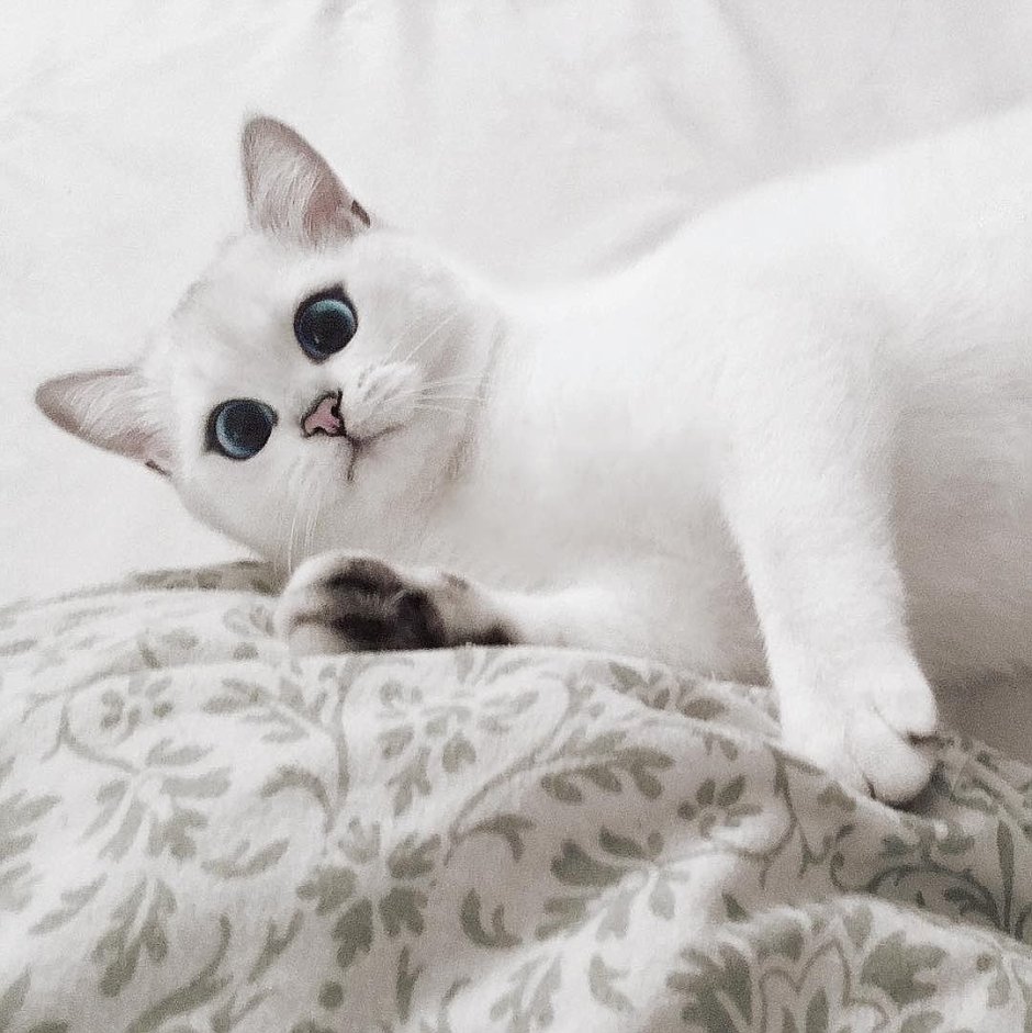 Котенок породы Коби