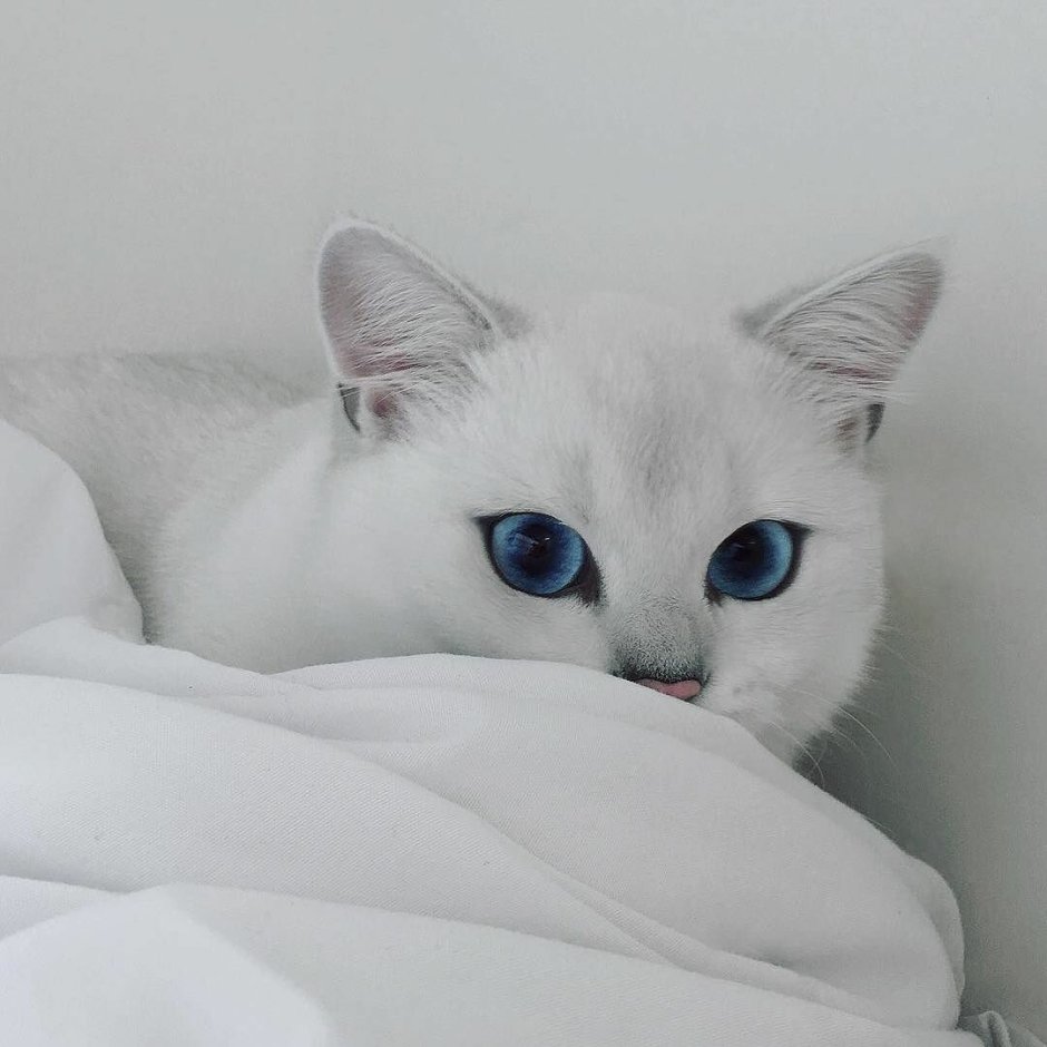 Персидская серебристая шиншилла