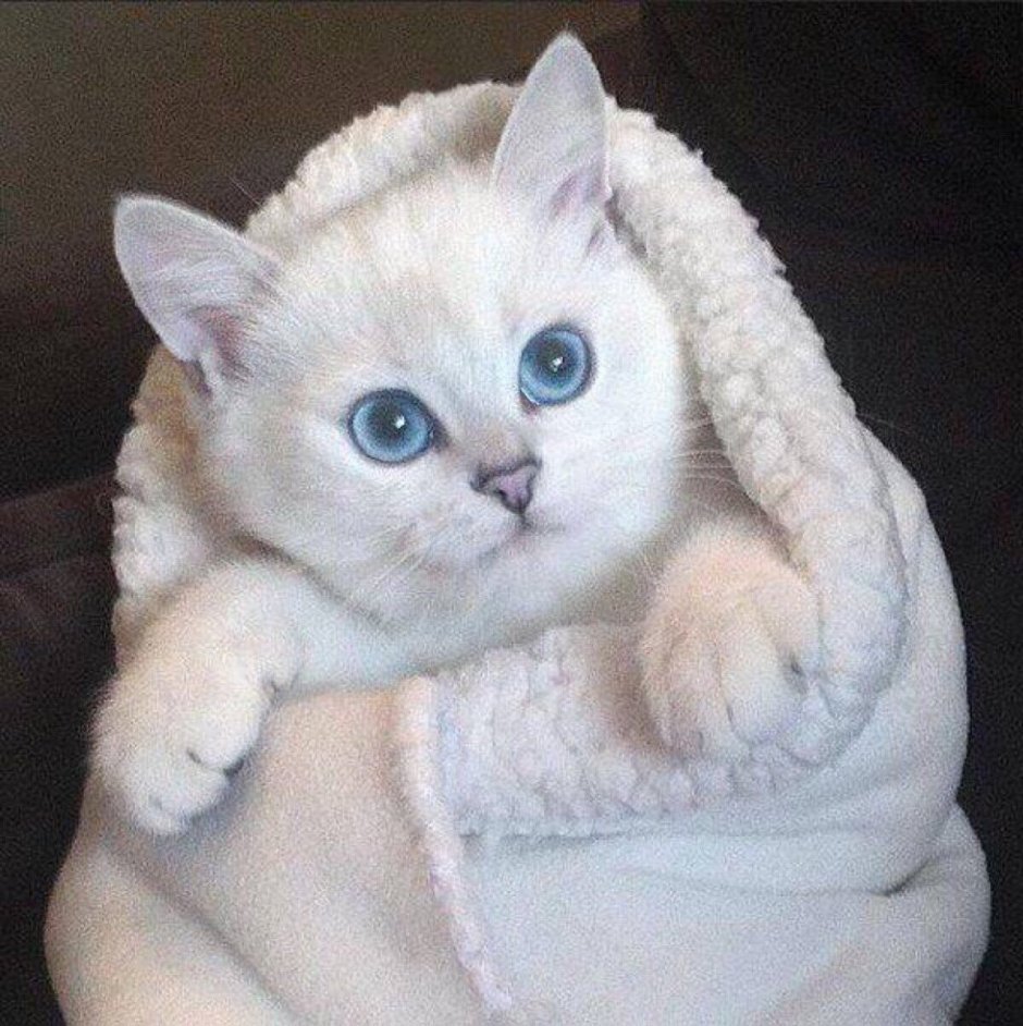 Кот Коби Британская шиншилла