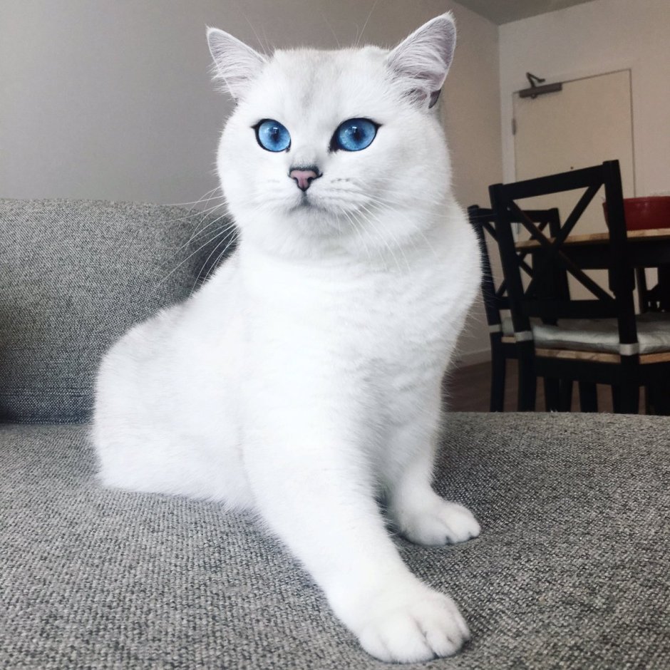 Белые коты Эстетика