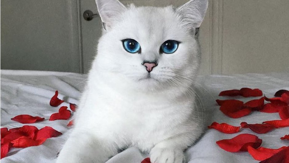 Британская шиншилла Уоби