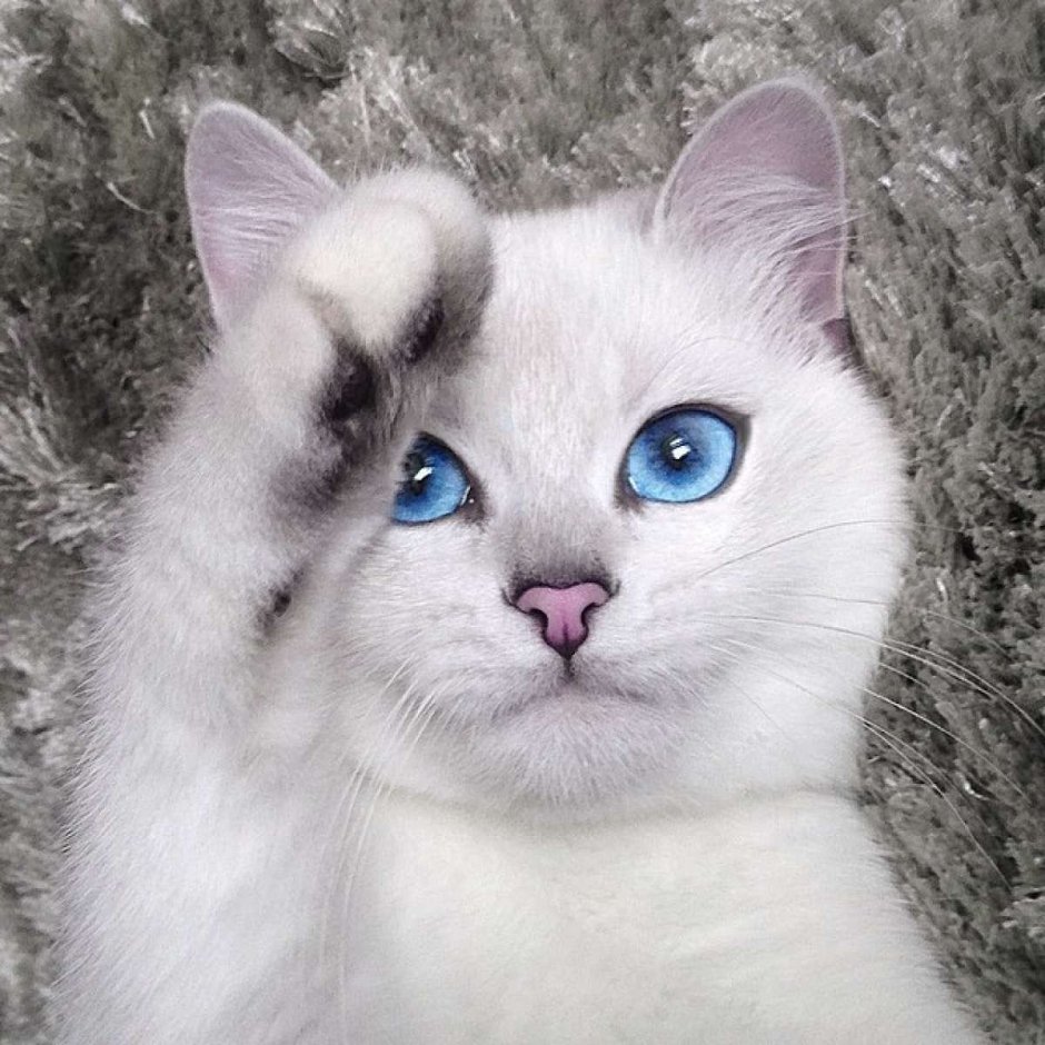 Шиншилла Пойнт кошка