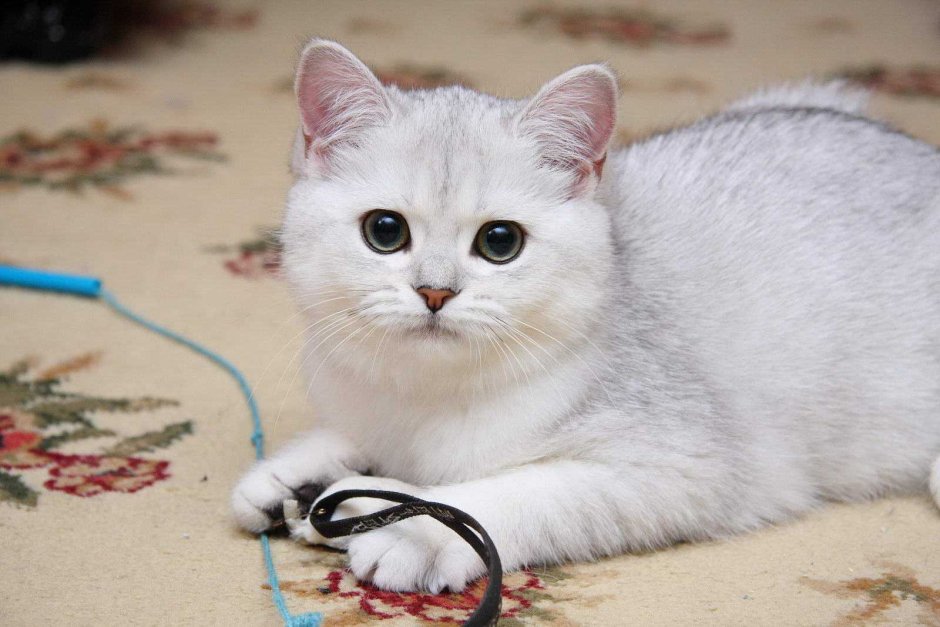 Шотландская короткошерстная шиншилла