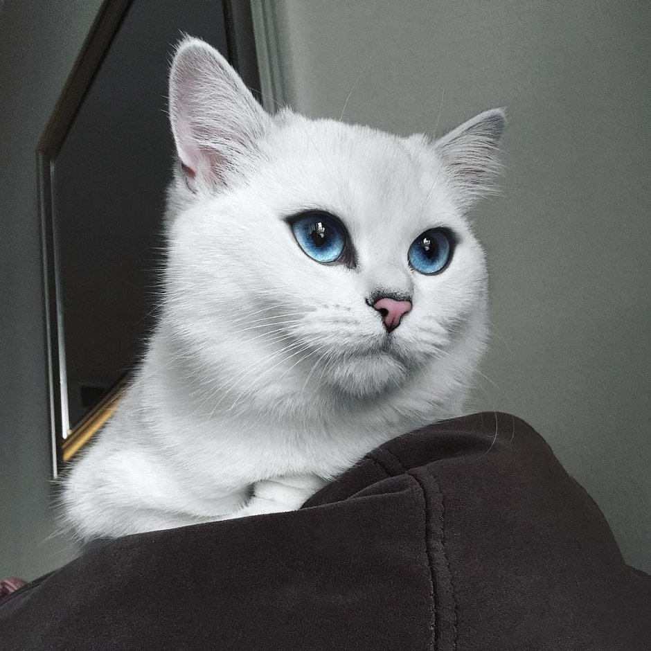 Белая Британская шиншилла Коби